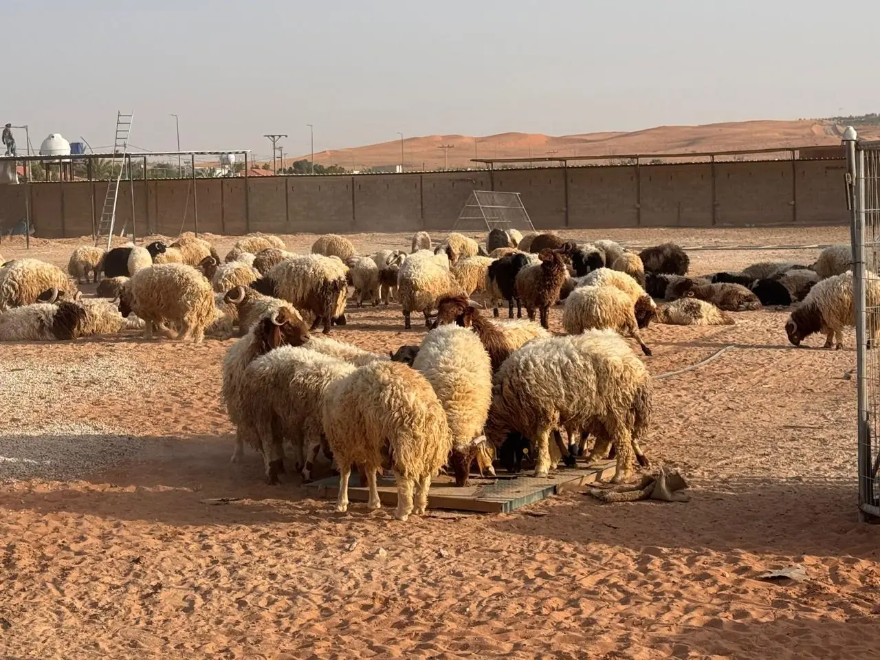 أضاحي عيد الأضحى — احجز مبكراً